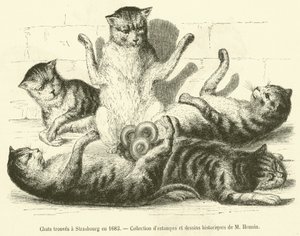 Katten gevonden in Straatsburg in 1683 door French School