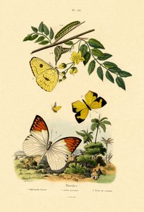 Citroenvlinder