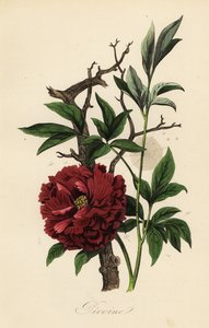 Gewone pioenroos, Paeonia officinalis, met spinnenweb door French School