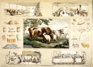 Koe en haar producten (melken, zuivel)