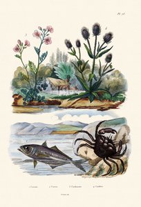 Krab