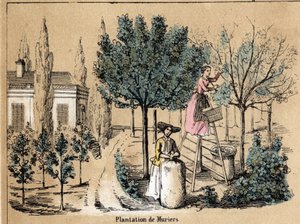 Beschrijving van de teelt en zijden producten: het planten van moerbeibomen. Plaat "la soie" in "les Recreations instructives" Synoptisch schilderij door Jules Delbruck, gravure uit 1860. Privécollectie.