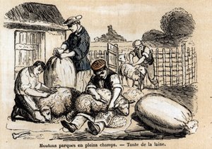 Beschrijving van de verschillende toepassingen en producten van schapen: schapenscheren. Plaat "Les moutons" in "les Recreations instructives" Synoptisch schilderij door Jules Delbruck, gravure uit 1860. Privécollectie. door French School