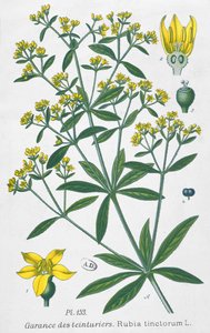 Meekrap (Rubia Tinctorum)