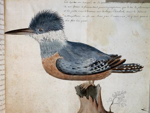 Vrouwtje van de Ringed Kingfisher (Megaceryle torquata), Elizabeth Bay, Straat van Magellan, aquarel uit Voyage of Mr De Beauchesne, kapitein van Compagnie royale de la Mer du Sud, Frankrijk door French School