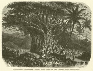 Kolossale vijgenboom in de Anna-Maria baai, Nouka-Hiva, Oceanië door French School