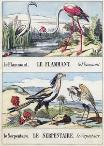 Flament en slang. Gravure in "Buffon Alphabet des Oiseaux n 2". 3e Serie N 2. Imaging of Epinal, Epinal, eind 19e eeuw. 16 pagina