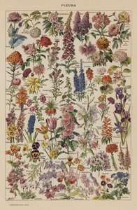 Bloemen door French School
