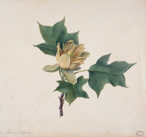 Bloem van een Tulpenboom door French School