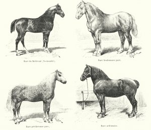 Vier Franse paardenrassen: Merlerault, Boulonnaise, Percheronne, Ardennaise door French School