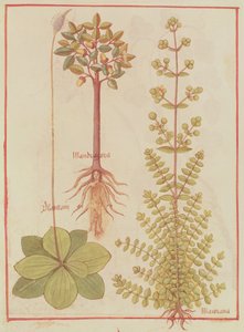 Fr 12322 f.180v Weegbree, marjolein en alruin, uit Livre des Simples Medecines, ca. 1520-30