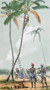Kokosnoten verzamelen voor de bereiding van Toddy in India (kleurgravure)