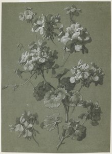 Geranium (Pelargonium sp.) (ca. 1800) door French School