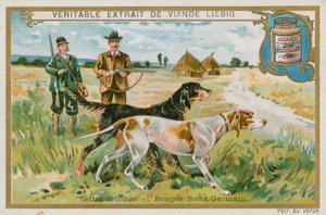 Gordon Setter en Braque St Germain