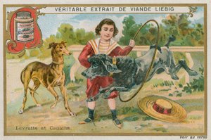 Windhond en Poedel