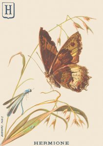 Hermione (Hipparchia hermione of Kleine boswachter)