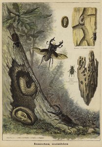 Schadelijke insecten