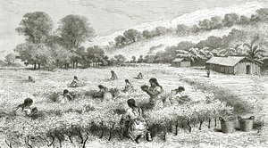 Oogst van Coca, Peru, illustratie uit Le Tour du Monde magazine, 1877 door French School
