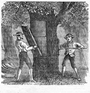 Kurk oogsten, pub. 1885 gravure, 1885 door French School