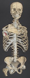 Hoofd en torso, uit 