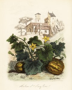 Honfleur meloen, Cucumis melo door French School