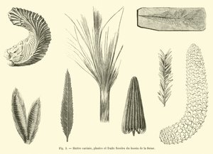 Geribbelde oester, planten en fossiele vruchten uit het bekken van de Seine door French School