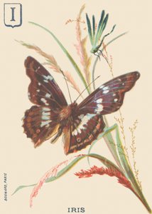Iris (Apatura iris of Grote Mars veranderend)