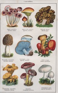 Illustratie voor "traite de medecine et d
