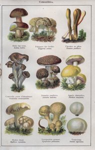 Illustratie voor "traite de medecine et d