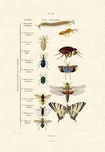 Insecten, 1833-39