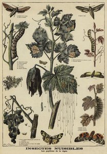 Insecten schadelijk voor wijnstokken