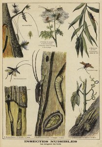Insecten schadelijk voor bomen