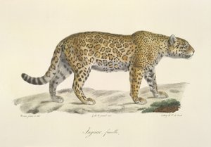 Jaguar, vrouwtje, uit Histoire Naturelle des Mammifères