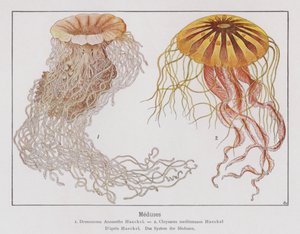 Kwallen (kleurenlitho)