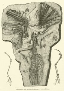De Archaeopteryx, fossiel uit lithografische kalksteen door French School