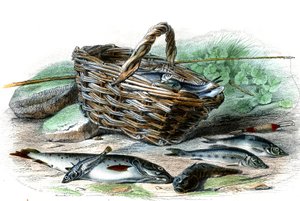 De forel (Salmo Trutta), de kabbeljauw (Collus Chabraea), de driedoornige stekelbaars (Gasterosteus aculeatus), de alver (Gobio Gobio), de blankvoorn (Alburnus Alburnus) - Plaat uit Natural History door Bernard Germain de Lacepede (1856-1925), editie P.Fur