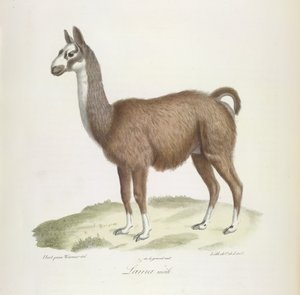 Lama mannetje, uit Histoire Naturelle des Mammifères door French School