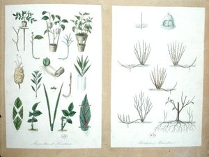 Lagen en Stekken (kleurgravure) door French School