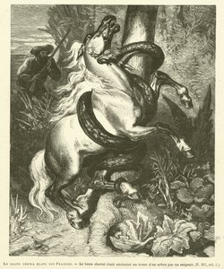 Het grote witte paard van de prairies door French School