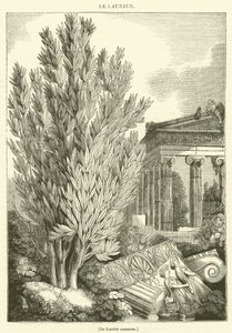 Laurier (gravure)
