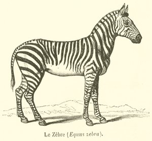De zebra, Equus zebra door French School