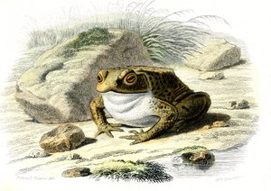 De pad (Bufo vulgaris) - Plaat uit Natuurlijke Historie door Bernard Germain de Lacepede (1856-1925), editie P.Furme, Parijs