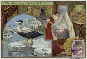 Liebig kaart met een eider door French School