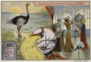Liebig kaart met afbeeldingen van vogels