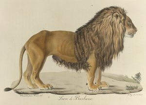 Barbarijse leeuw, uit Histoire Naturelle des Mammifères (kleur litho)