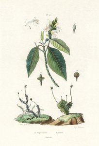 Levermos
