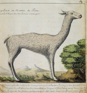 Lama, Peru, aquarel uit logboek van Jacques Gouin de Beauchesne, kapitein van Compagnie royale de la Mer du Sud, van 1698 tot 1701, Frankrijk door French School