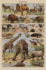 Zoogdieren