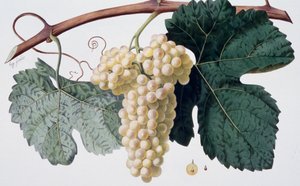 Marsanne druivensoort (Côtes du Rhône), ampelografie