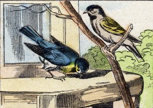 Mees. Gravure in "Buffon Alphabet des Oiseaux n 1". 3e Serie N 1. Imaging of Epinal, Epinal, eind 19e eeuw. 16 pagina
